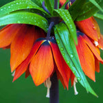 Hayloft Fritillaria Summer Skyline Collection - 9 Bulbs (3 Of Each)