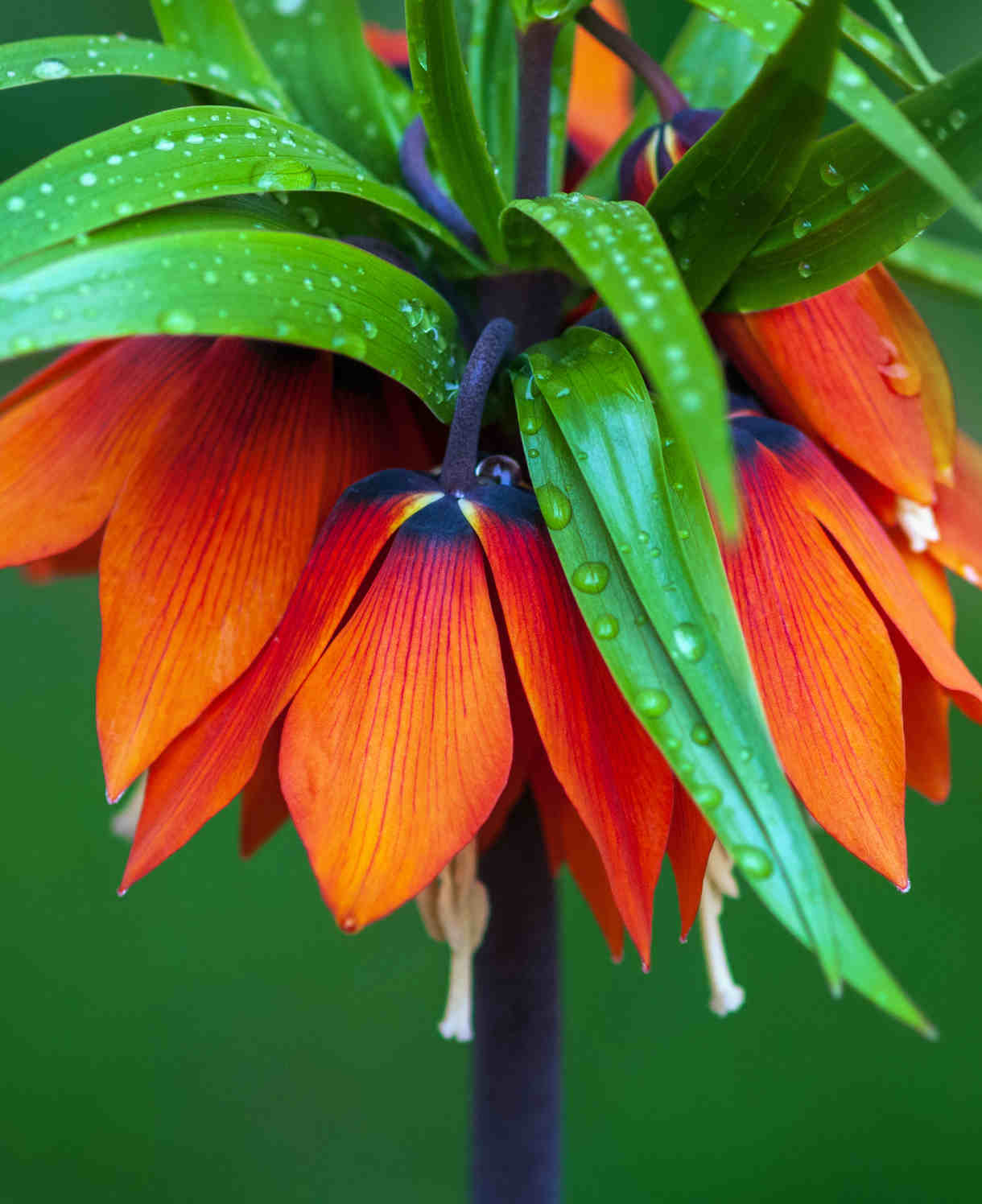 Hayloft Fritillaria Summer Skyline Collection - 9 Bulbs (3 Of Each)