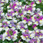 Nemesia 'melody Aria' Compact Pastel Bedding Plug Plants | Set of 12 | Multi Colour