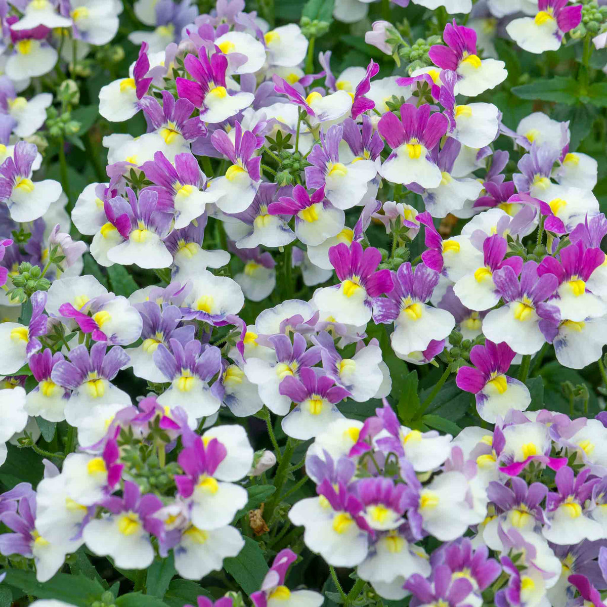 Nemesia 'melody Aria' Compact Pastel Bedding Plug Plants | Set of 12 | Multi Colour