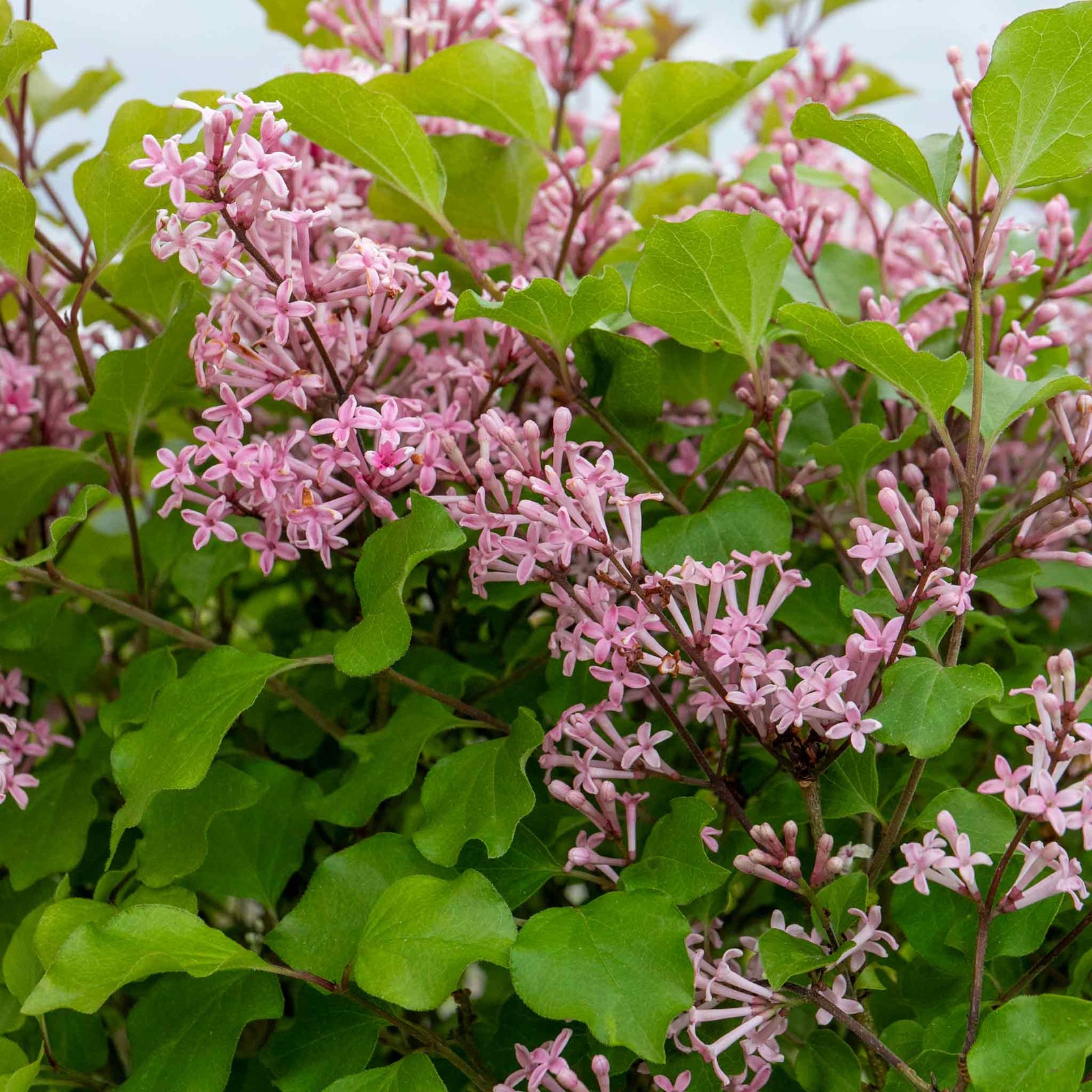 Syringa 'pink Perfume' Dwarf | 1 x 7.5L | Lilac