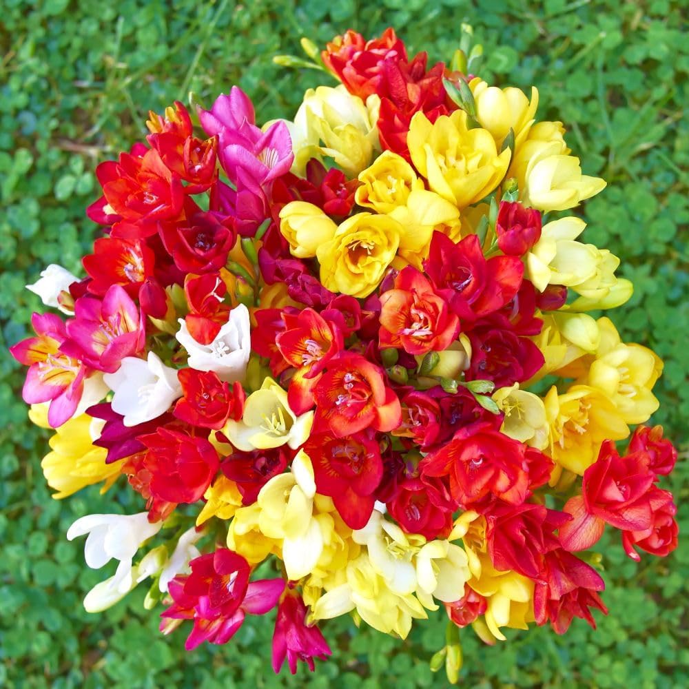 Freesia Double Mix Bulbs | 160 x Bulbs