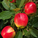 Dwarf Patio Mini Gala Apple Fruit Tree 3-4ft Supplied In A 5 Litre Pot