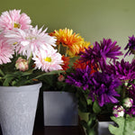 Artificial Potted Daisy  Plant Flowers Flowering Plant Yellow Botanik