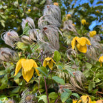 Clematis Orientalis 'bill Mackenzie' - 8cm Pots | Set-of-3 | Yellow