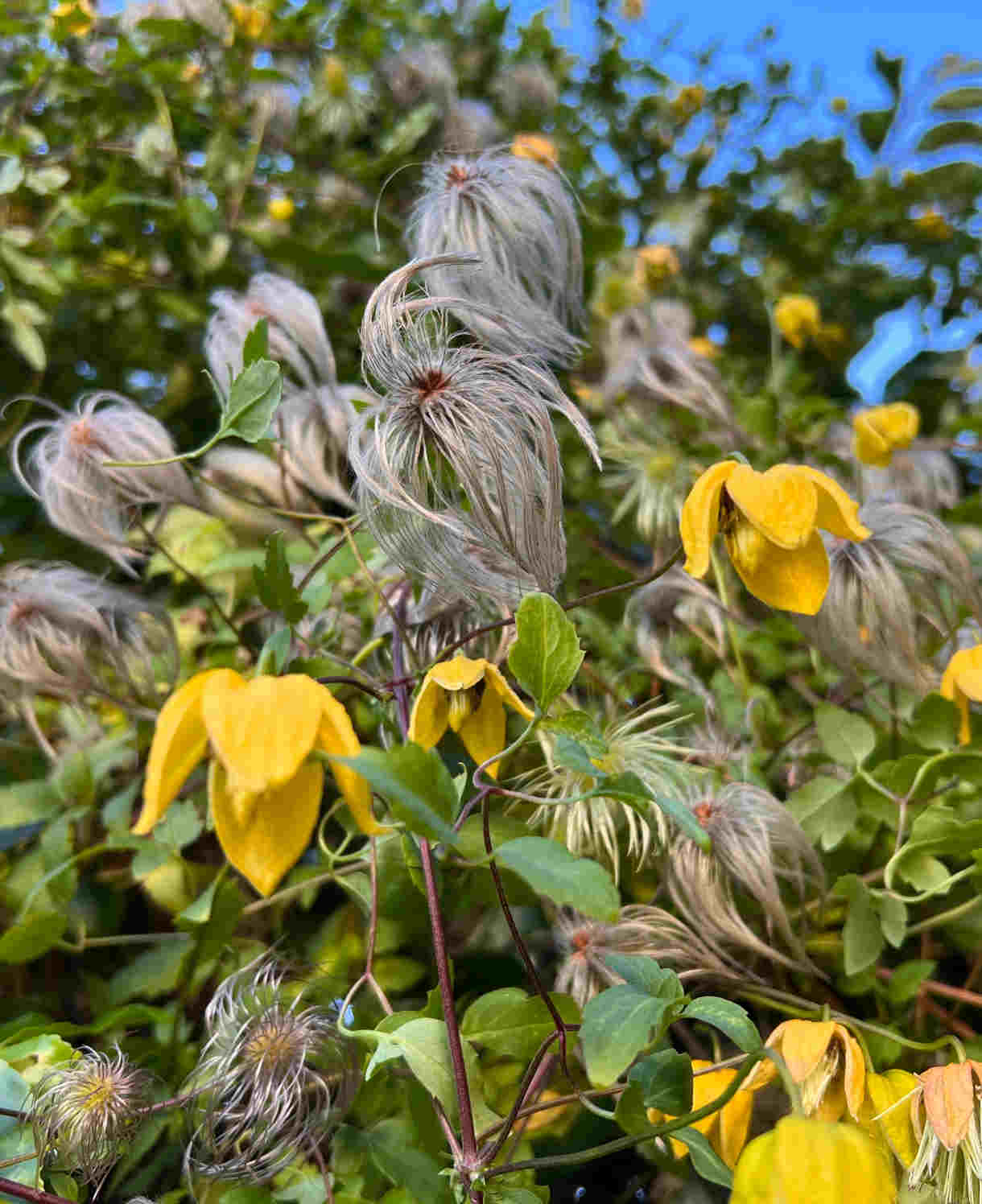 Clematis Orientalis 'bill Mackenzie' - 8cm Pots | Set-of-3 | Yellow