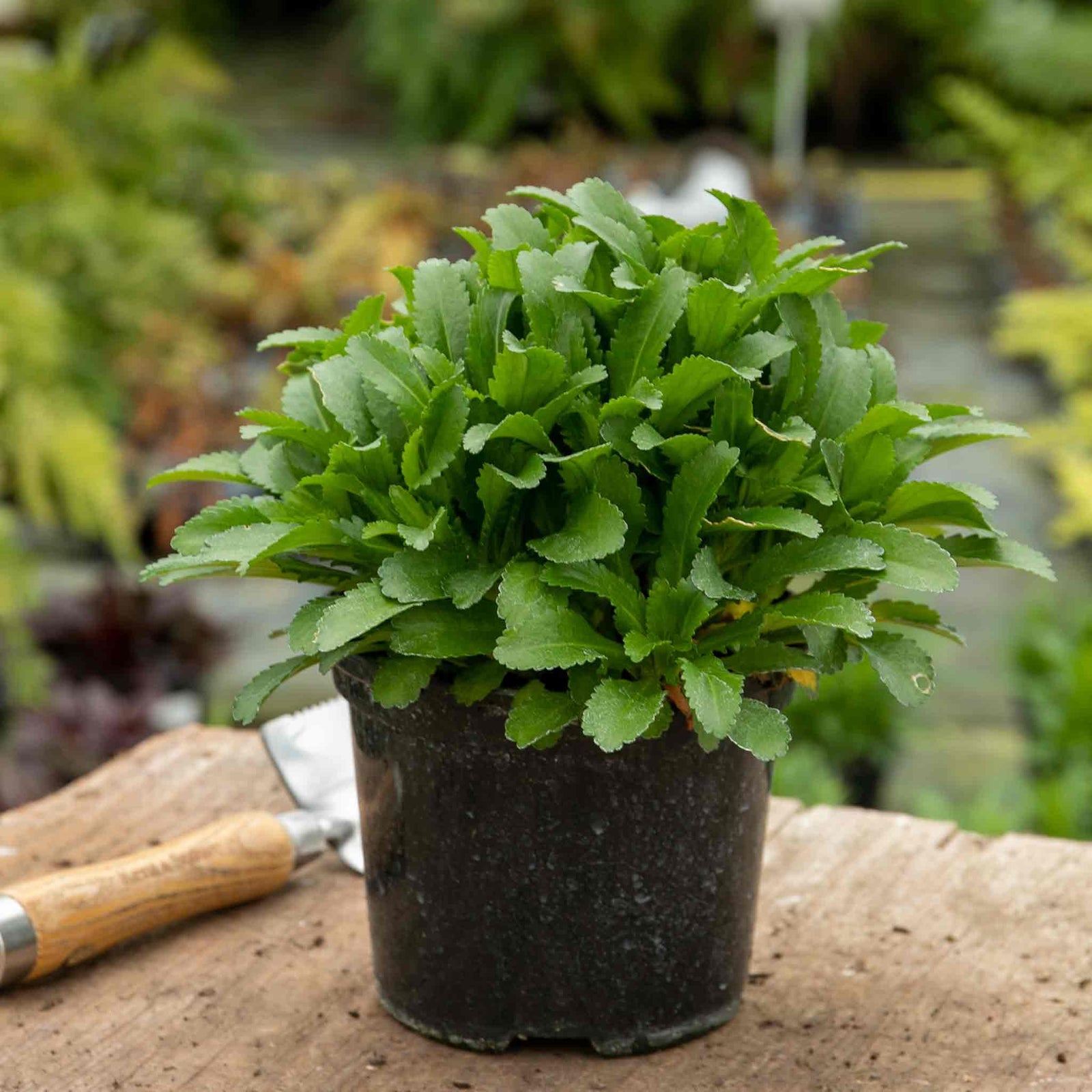 Leucanthemum 'madonna' White Daisy Perennial 50cm | 1 x 2L | Green & White