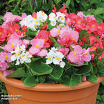 Begonia Lotto Mixed Garden Ready Plants | 12 x Garden Ready Plants