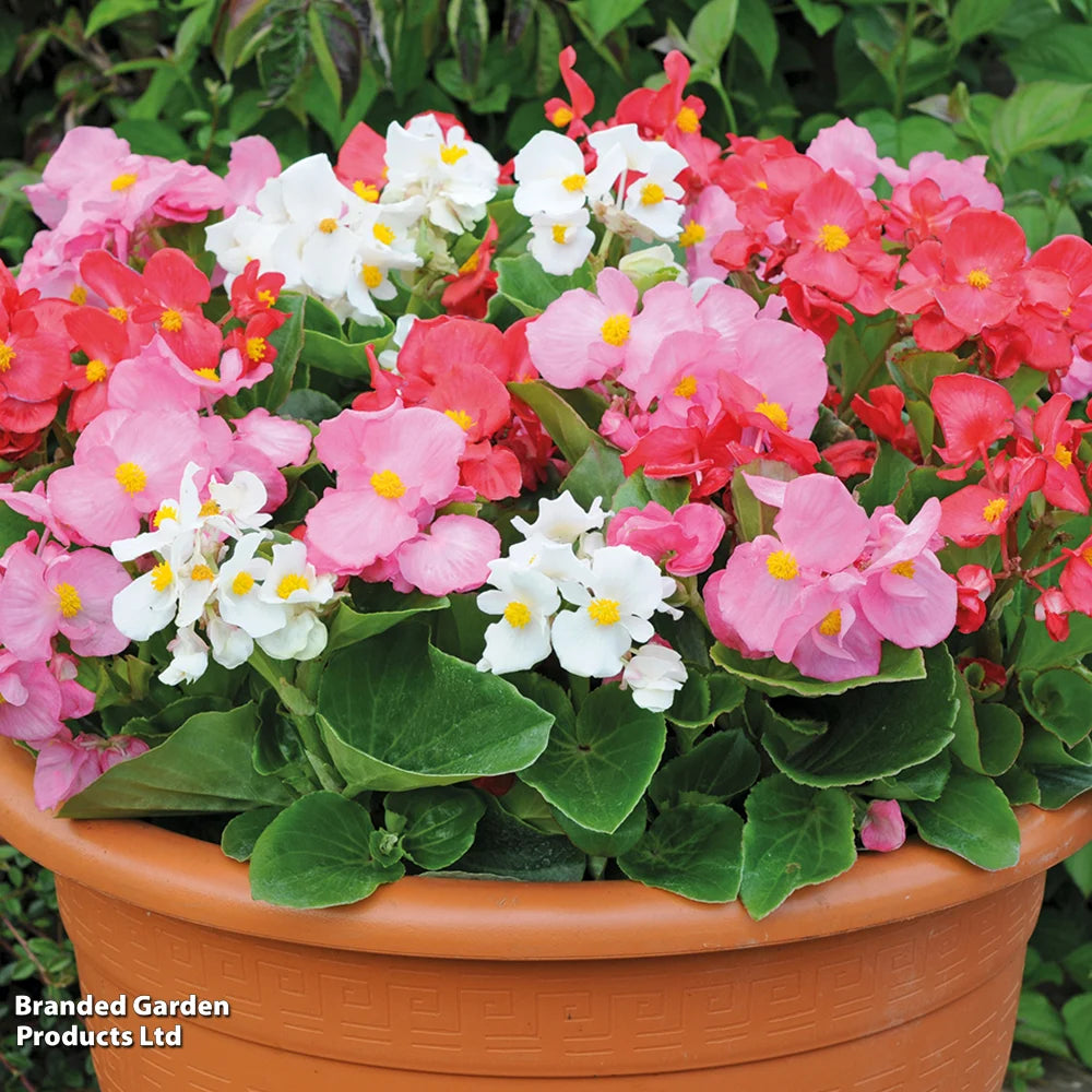 Begonia Lotto Mixed Garden Ready Plants | 24 x Garden Ready Plants
