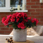 Hayloft Azalea Collection In Stone Pots - 3 Christmas Gifts