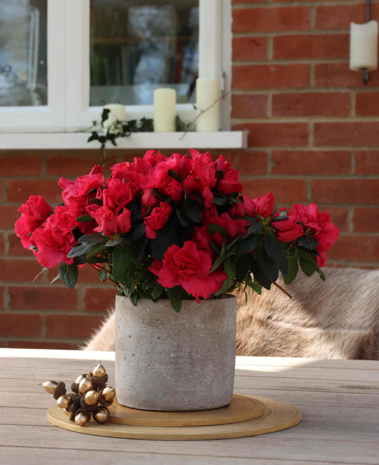 Hayloft Azalea Collection In Stone Pots - 3 Christmas Gifts