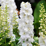 Hayloft Delphinium Celebration - 3 x 9cm Pots