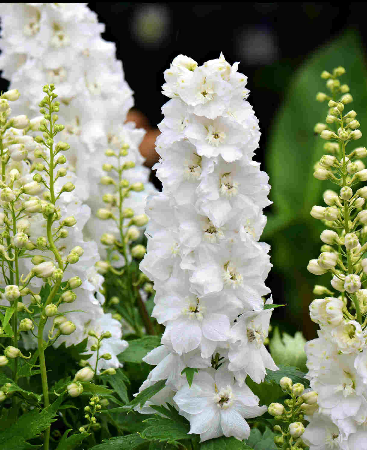 Hayloft Delphinium Celebration - 3 x 9cm Pots