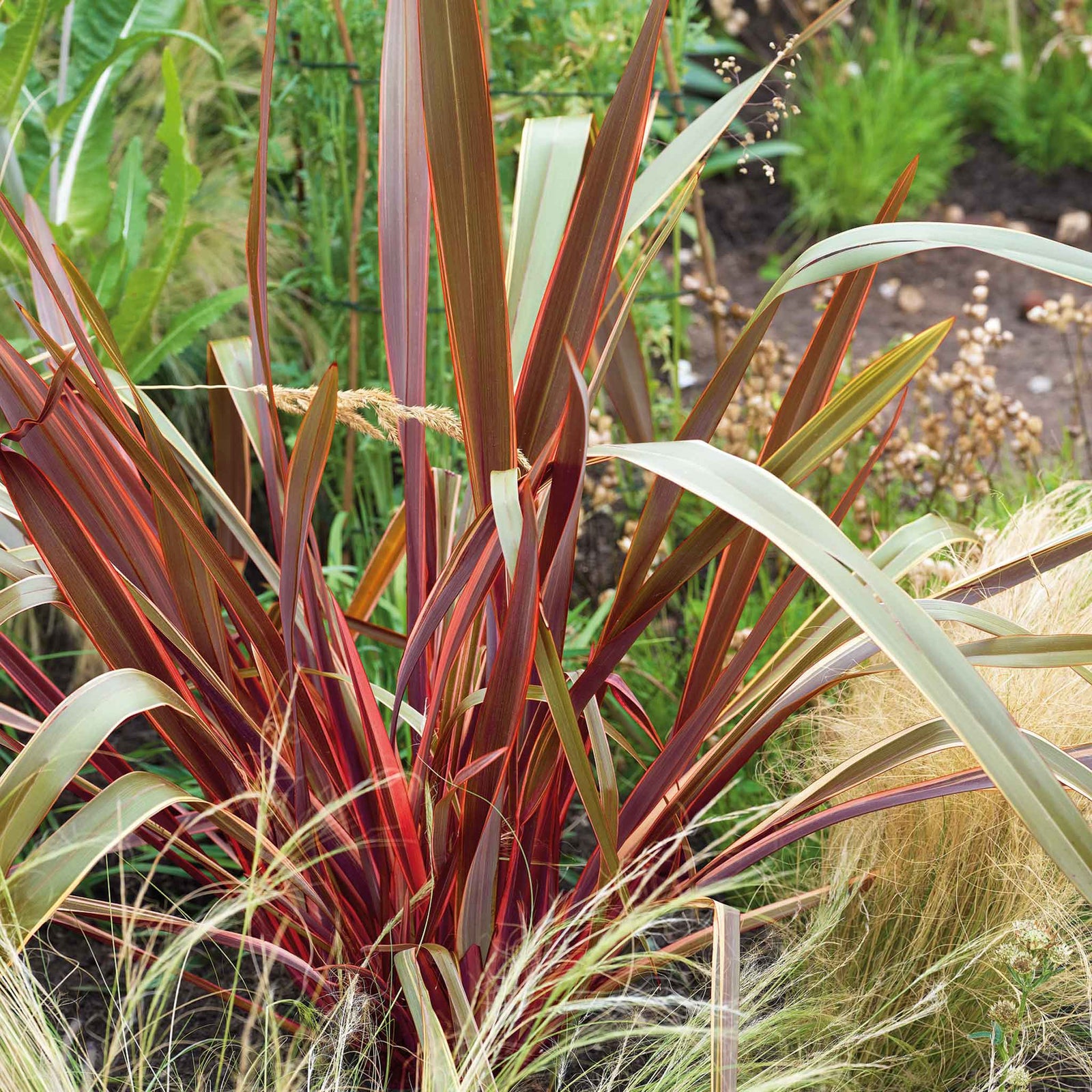 Phormium 'maori Queen' Evergreen, Drought-tolerant Border Plant | 1 x 9cm | Green & Pink