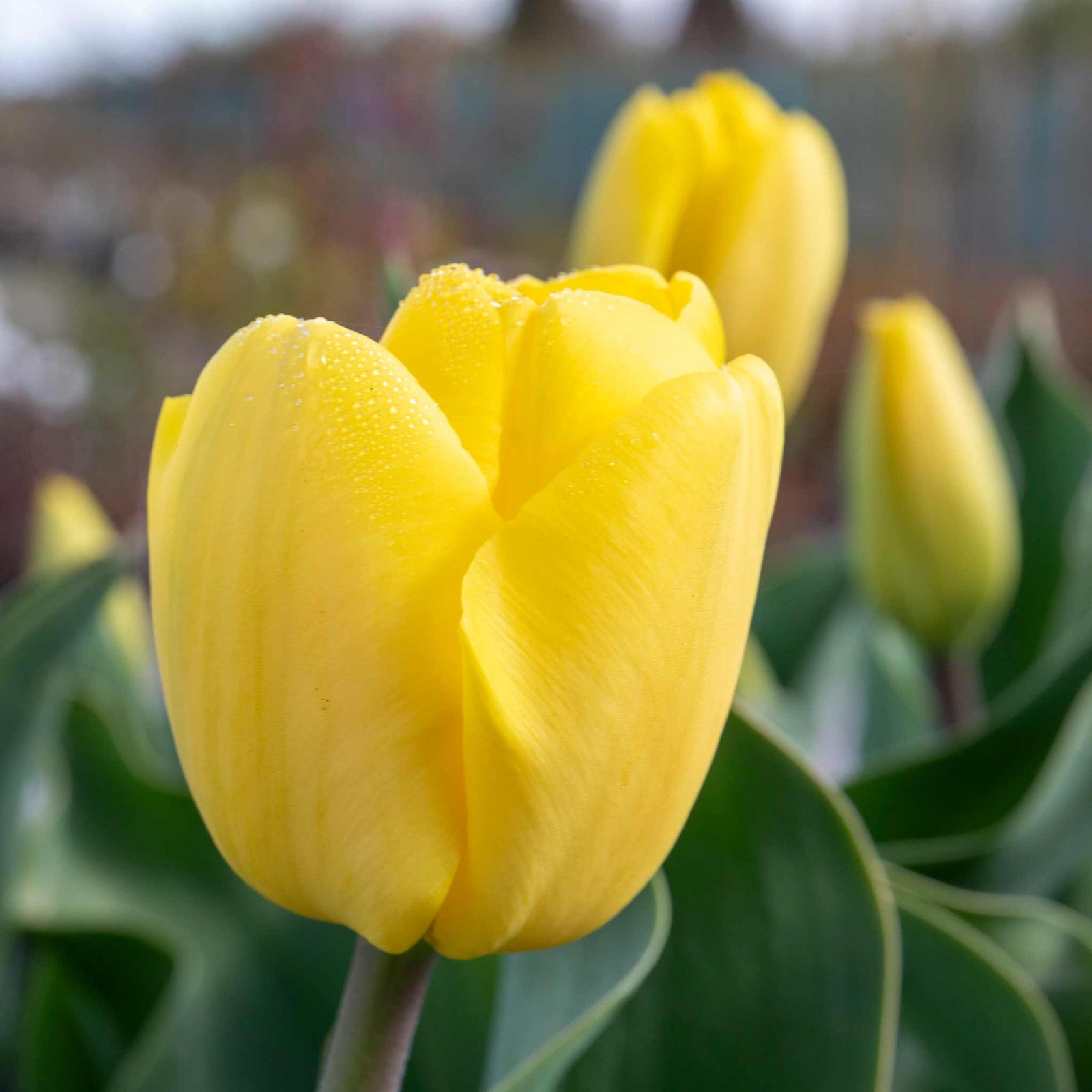 Tulip World Friendship — Primrose Yellow | 10 x Bulbs | Yellow