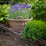 Lavender Munstead Plants | Set of 30