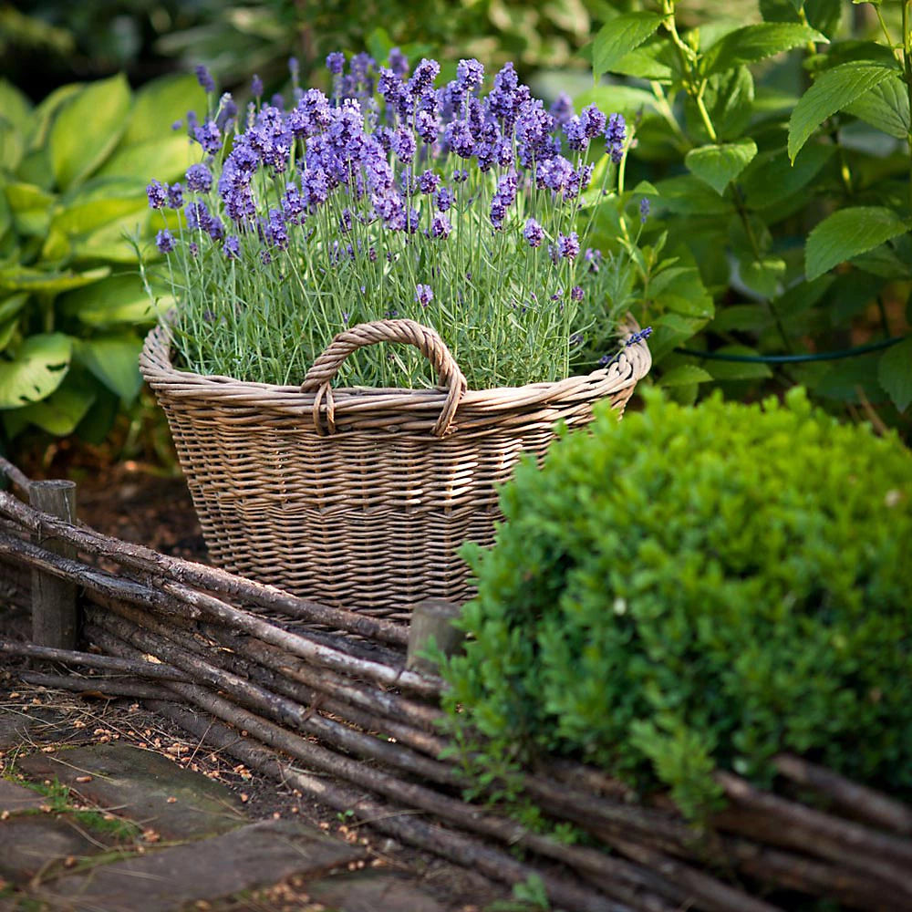 Lavender Munstead Plants | Set of 30