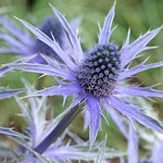 Hayloft Eryngium Pen Blue - Dainty Variegated Delight With Violet-blue, Thistle-like Blooms - 9cm pot