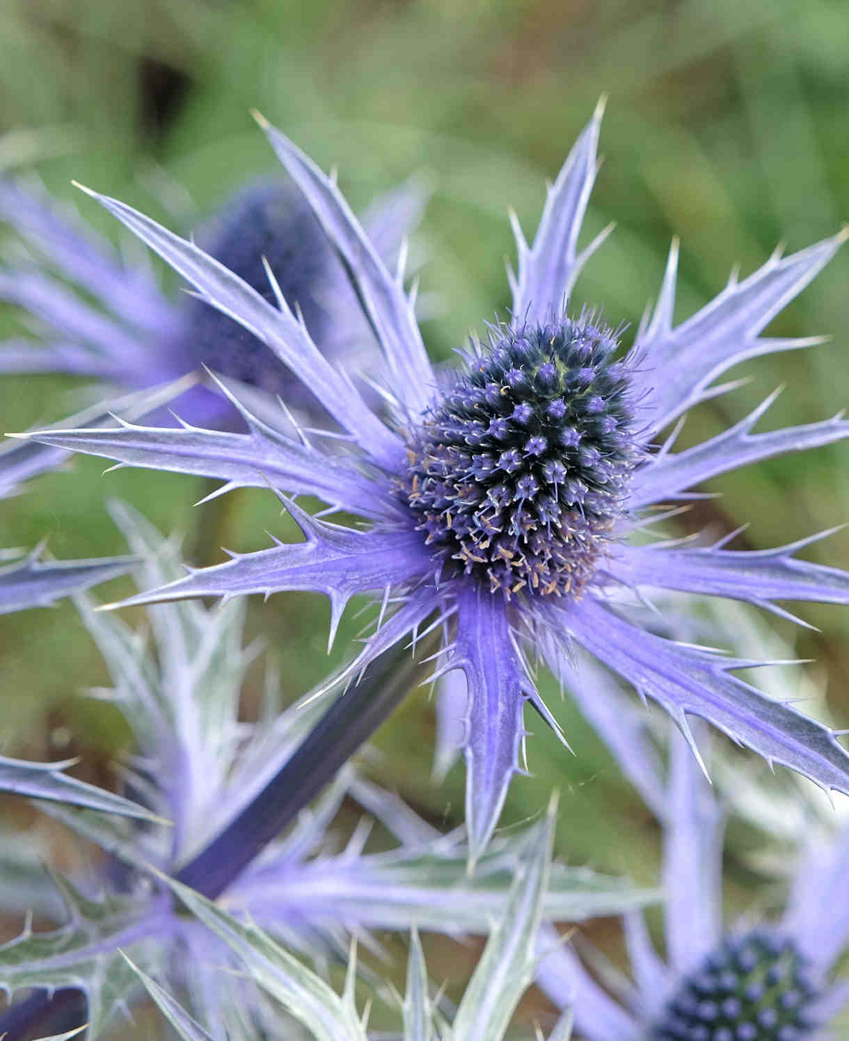 Hayloft Eryngium Pen Blue - Dainty Variegated Delight With Violet-blue, Thistle-like Blooms - 9cm pot