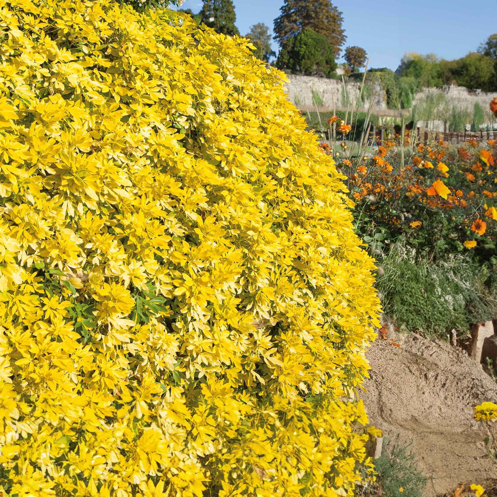 Choisya 'sundance' Evergreen Shrub | 1 x 3L | Yellow & White