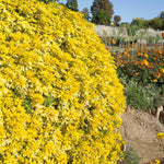 Choisya 'sundance' Evergreen Shrub | 1 x 9cm | Yellow & White