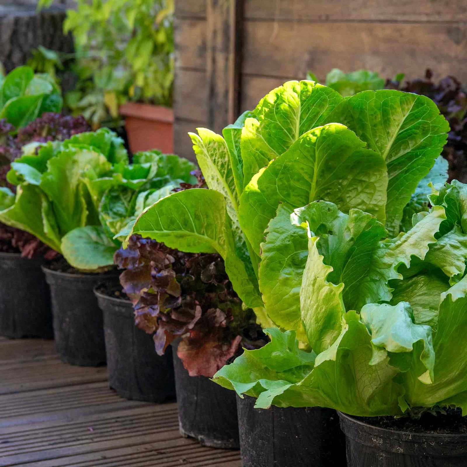 Lettuce Crispy Mix | 12 x Plug Plants | Green