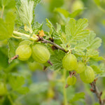 Gooseberry Standard Hinnonmaki Green 1.5l | Set of 1 | Green