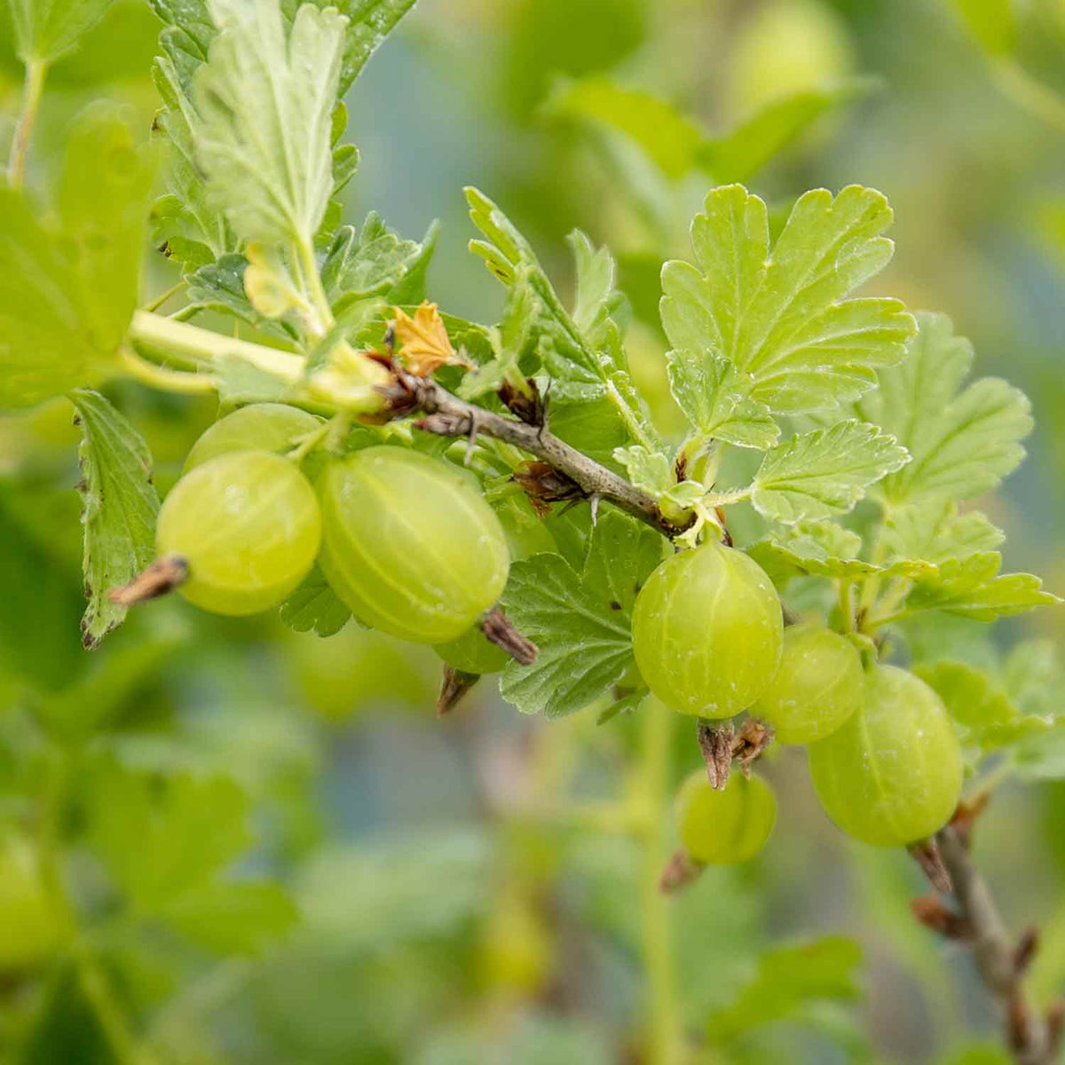 Gooseberry Standard Hinnonmaki Green 1.5l | Set of 1 | Green