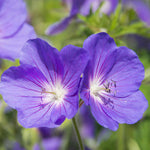 Hardy Geranium Harmony Collection | Set-of-5 | Multi