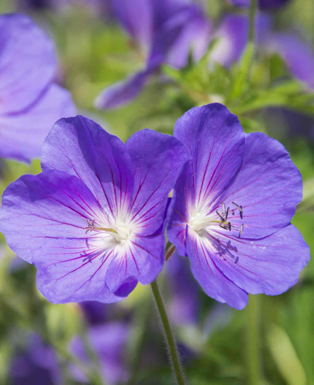 Hardy Geranium Harmony Collection | Set-of-5 | Multi