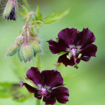 Timeless Hardy Geranium Collection - Bare roots | Set-of-6 | Multi Colour