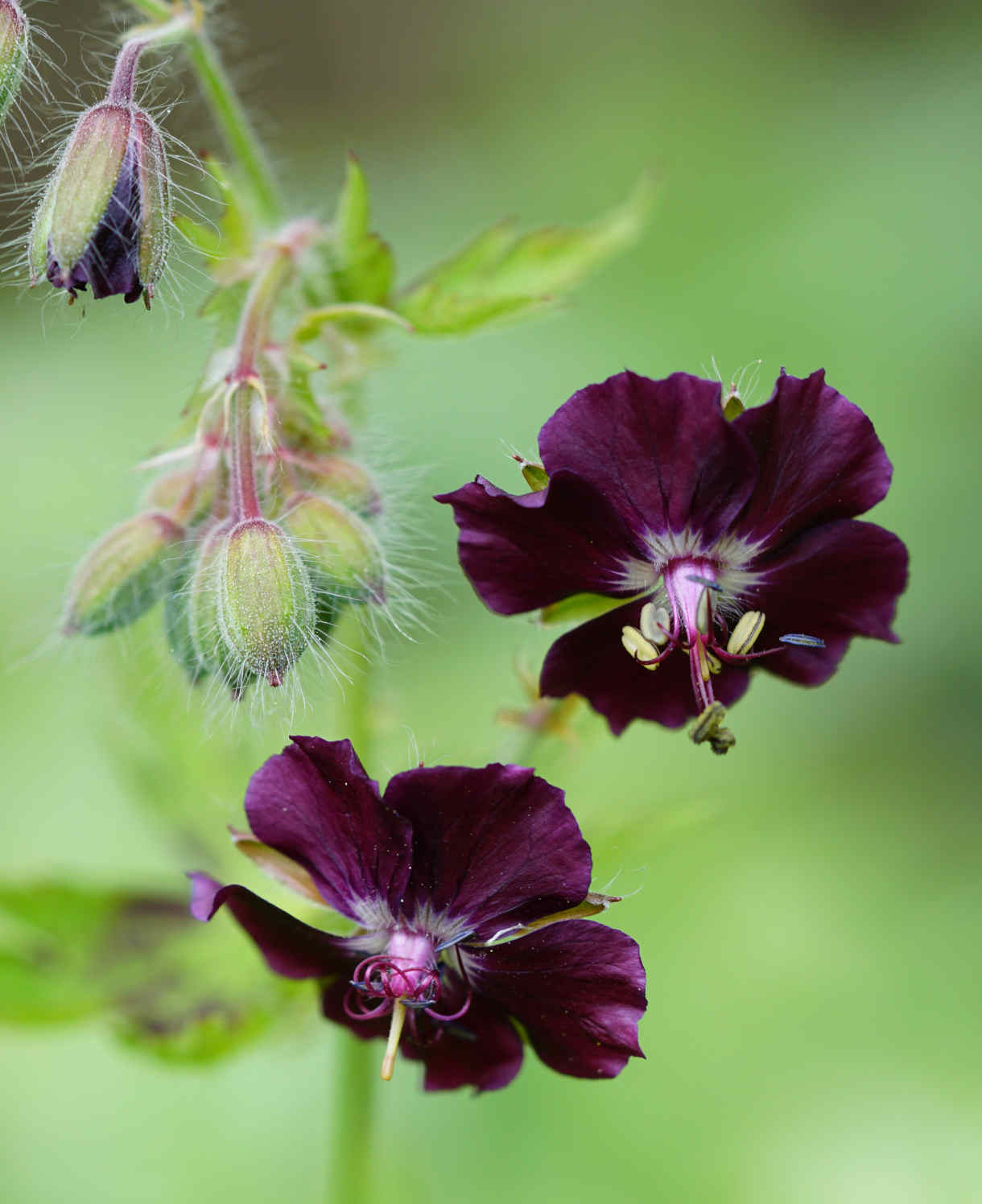 Timeless Hardy Geranium Collection - Bare roots | Set-of-6 | Multi Colour