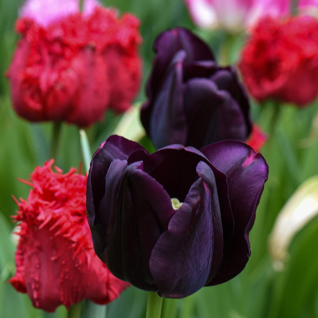 Thompson & Morgan Tulip Berry Sorbet 8 Bulbs