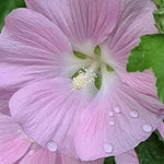 Lavatera 'Marshmallow Strawberry Cream' -  9cm Pot | 1 x 9cm | Pink