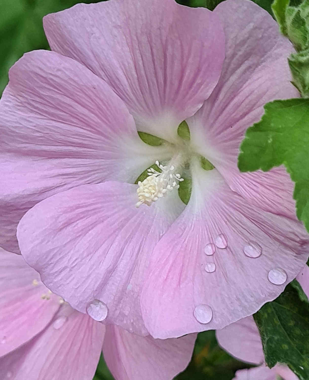 Lavatera 'Marshmallow Strawberry Cream' -  9cm Pot | 1 x 9cm | Pink