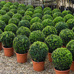 Thompson & Morgan A Pair Of Topiary Buxus Sempervivum Balls