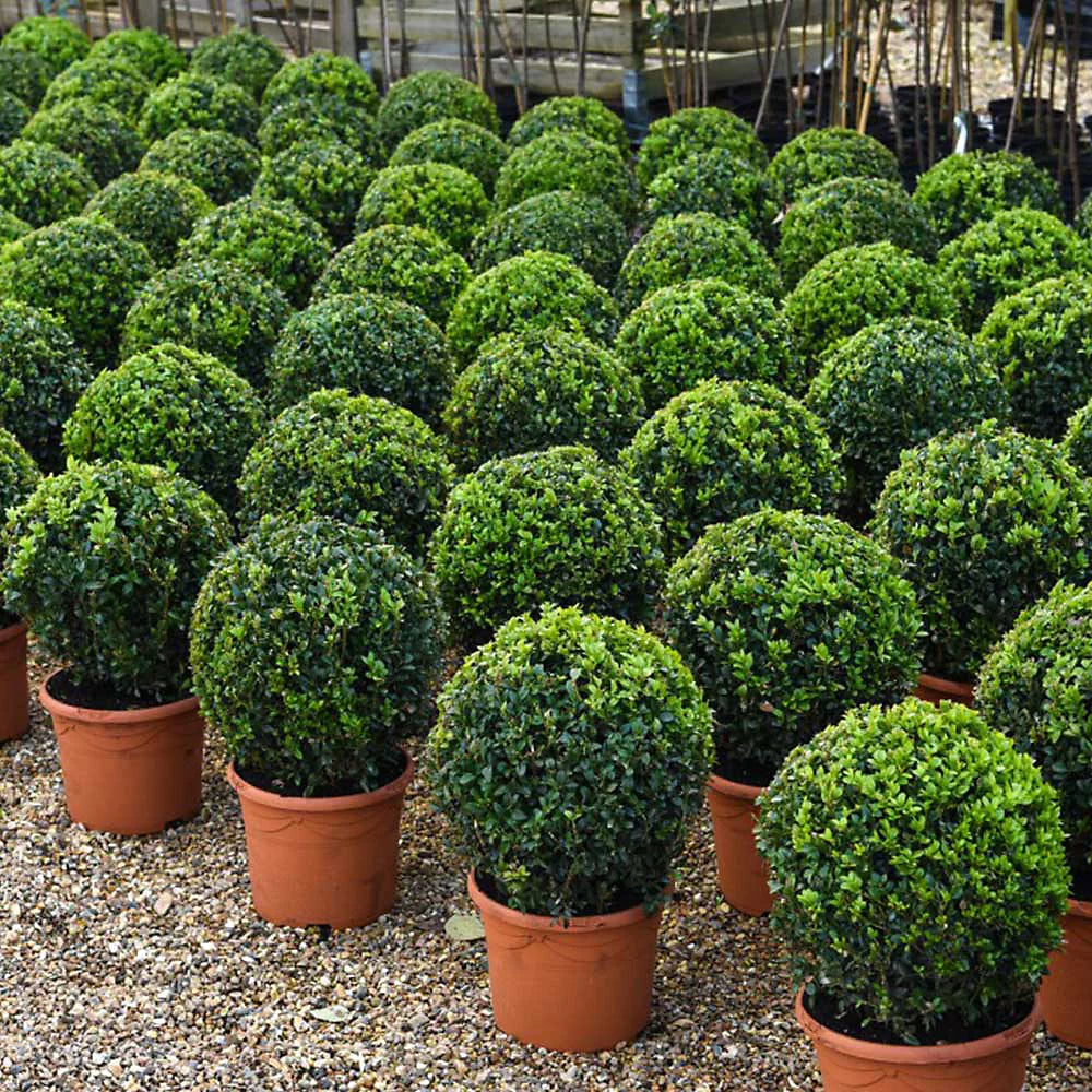 Thompson & Morgan A Pair Of Topiary Buxus Sempervivum Balls