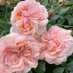 Rose 'joie Du Vivre' Floribunda - Rose Of The Year 2011 | 1 x Bare Root | Pink