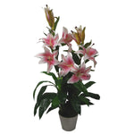 90cm Artificial Lily Stargazer Style Lillies Plant Large Flowers Pink