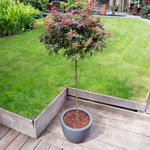 Japanese Maple - Acer Palmatum 'shaina' - Height 80-90cm - ⌀19cm | Set of 1 | Green