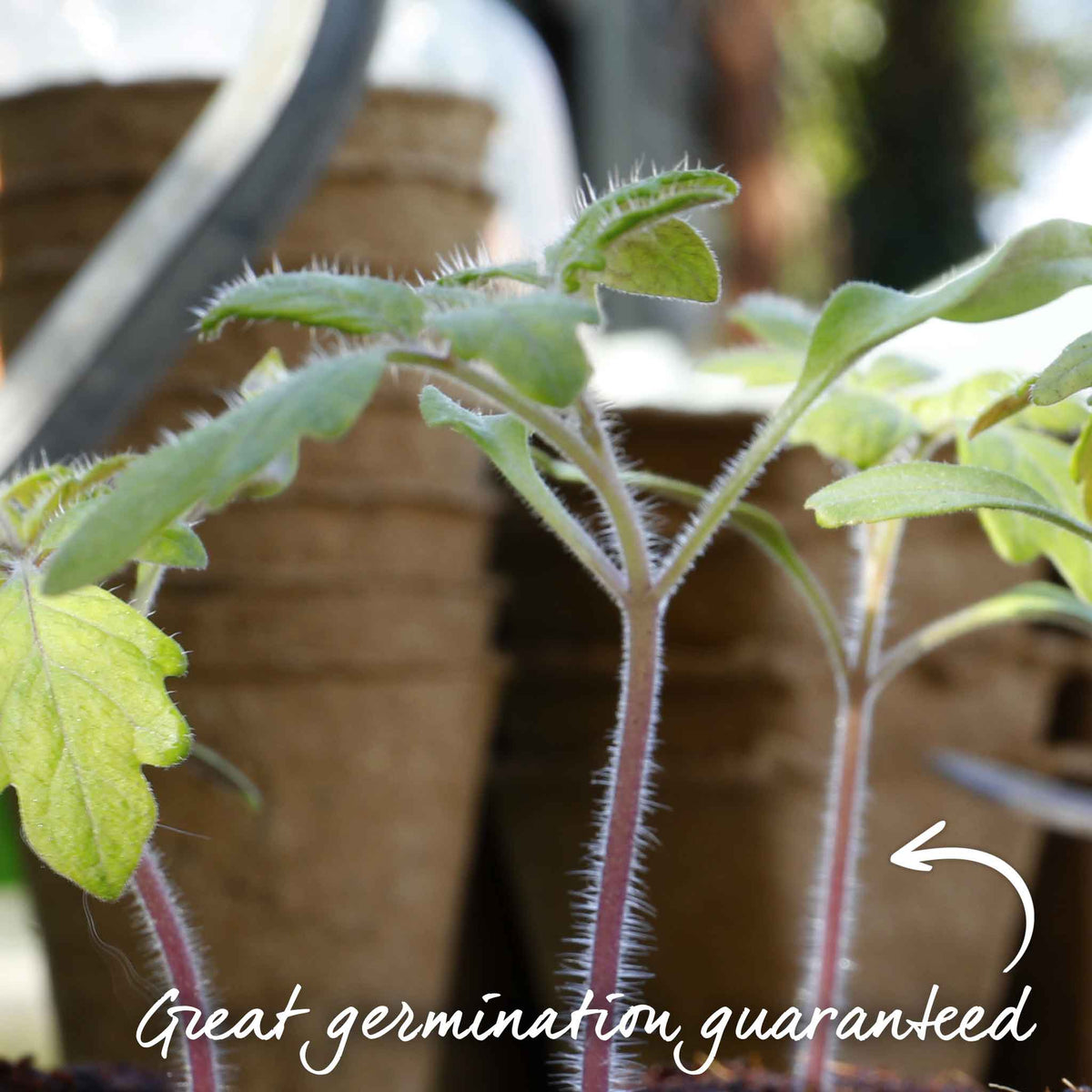 Black Moon Tomato Seeds | Set of 8