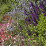 Timeless Salvia Collection - 12 Young Plants 1 Of Each Variety
