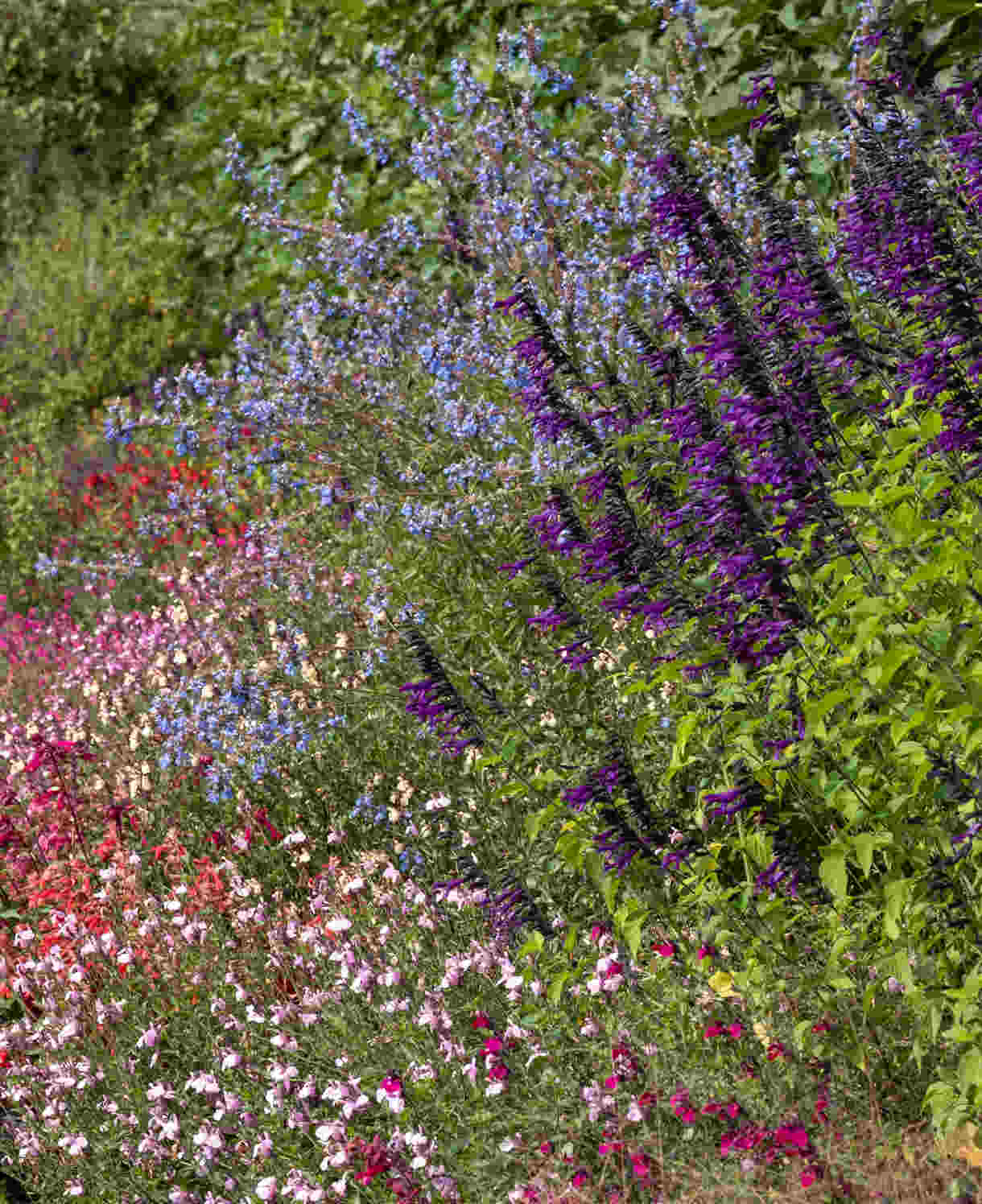 Timeless Salvia Collection - 12 Young Plants 1 Of Each Variety