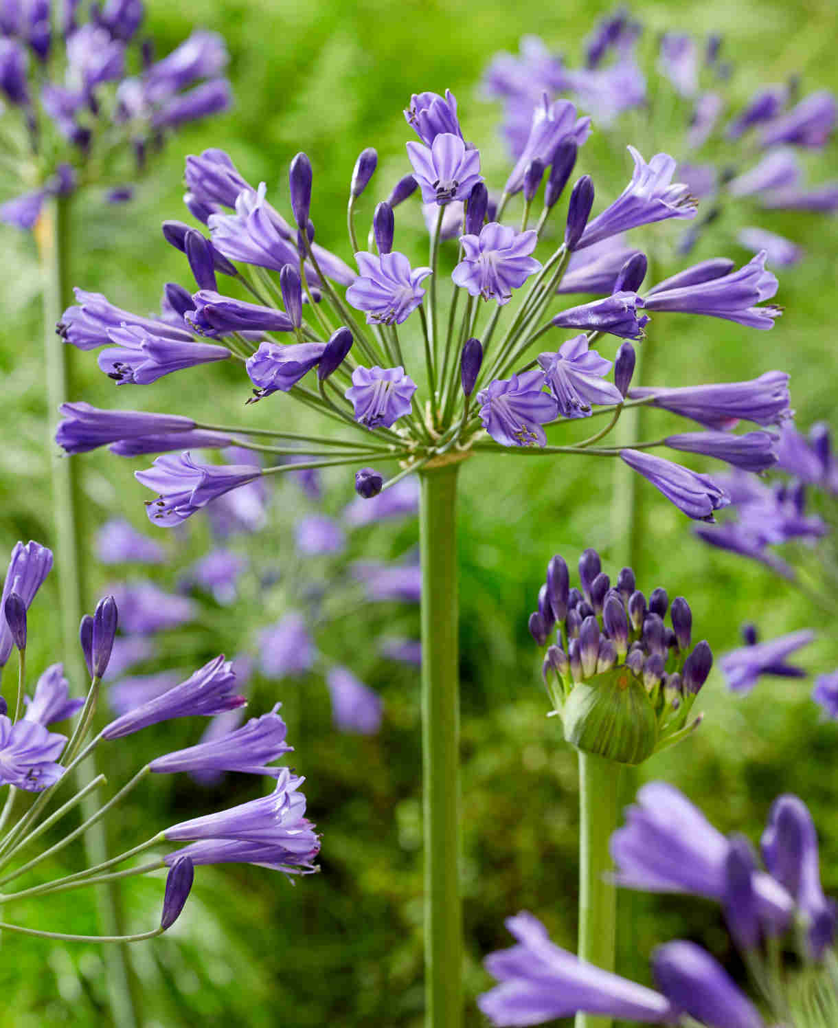 Agapanthus Hybrida 'vallee De La Loire' - 9cm Pot | 3 x 9cm | Blue