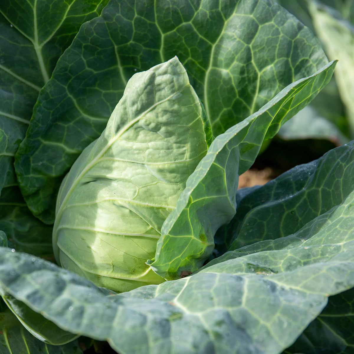 Cabbage 'duncan' - Fast-growing Pointed Heads | 8 x Pro Grower Plugs | Green