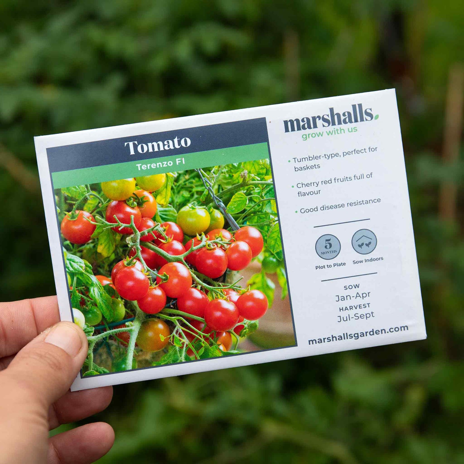 Tomato Seeds 'terenzo' F1 | 8 Seeds