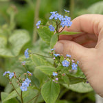 Brunnera Macrophylla 'jack Frost' – Silver-marbled Foliage & Blue Spring Flowers | 1 x 9cm | Multi
