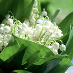 Lily Of The Valley (convallaria Majalis) - Hardy Fragrant Perennial | 1 x 9cm | Multi