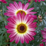 Argyranthemum 'grandaisy Rose Sunshine' (marguerite Daisy) 40-60 Cm | 12 x Plug Plants | Multi