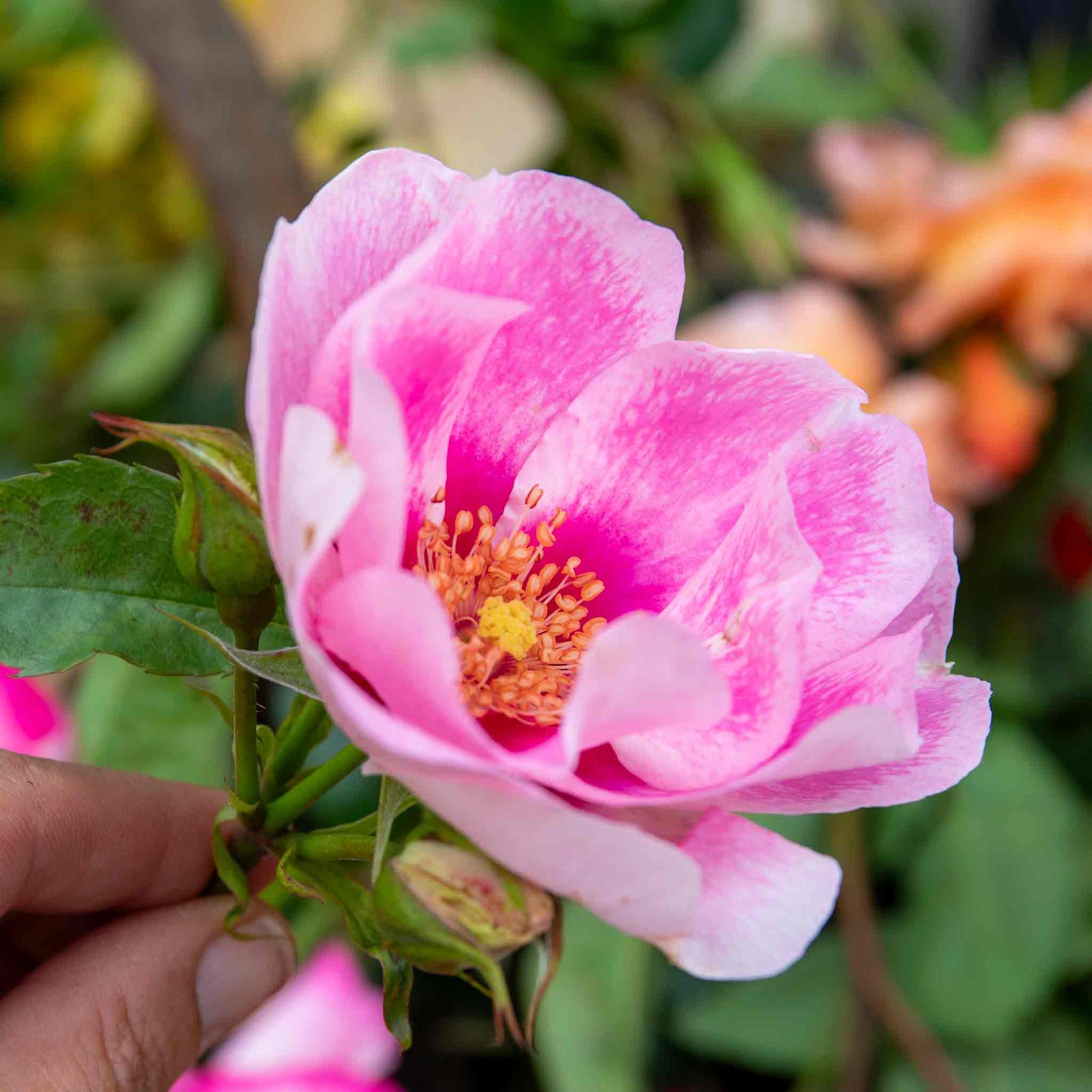 Rose 'see You In Rosé' (persica Floribunda, Fragrant, Pollinator-friendly) | 1 x Bare Root | Pink